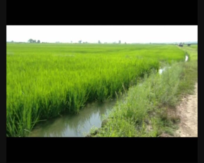 Agricoltura
